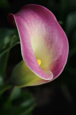 Brighter Blooms