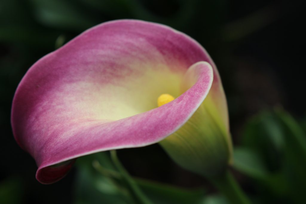 Brighter Blooms