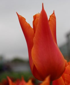 Lily Flowering Tulip
