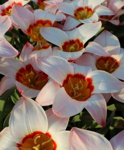 Rockery Tulips