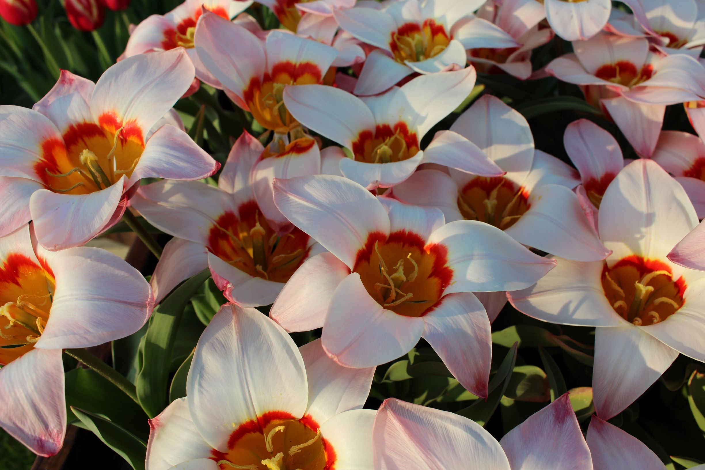 Rockery Tulip – Brighter Blooms