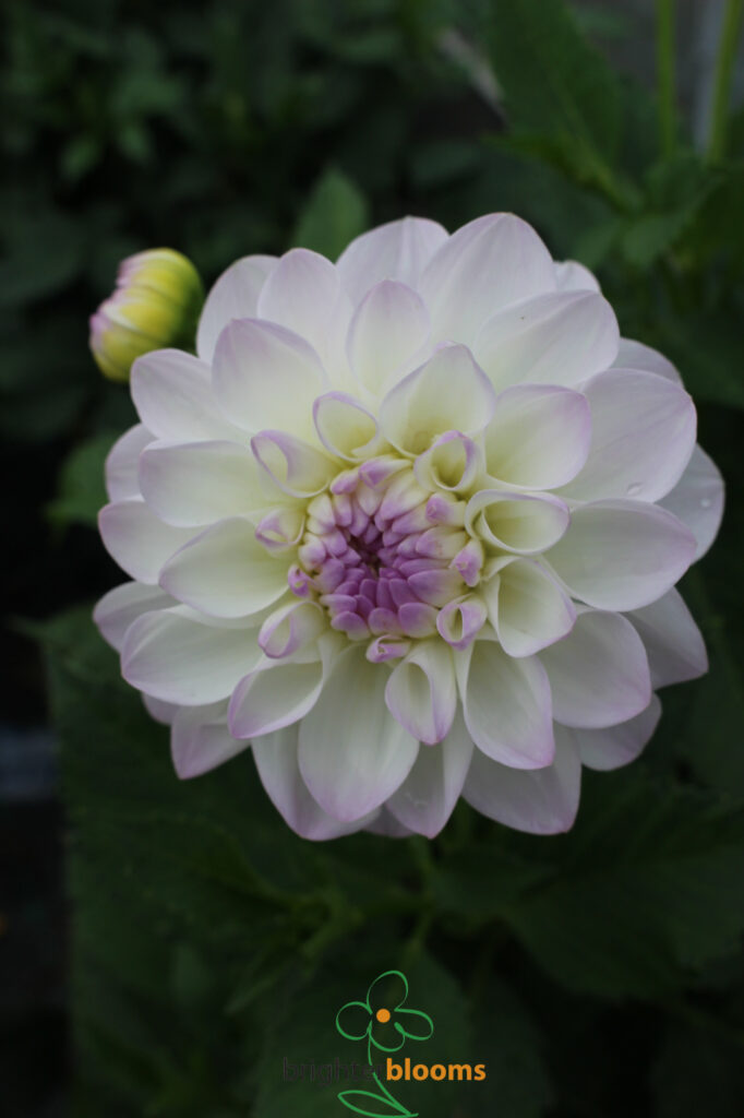 Dahlia Eveline Brighter Blooms