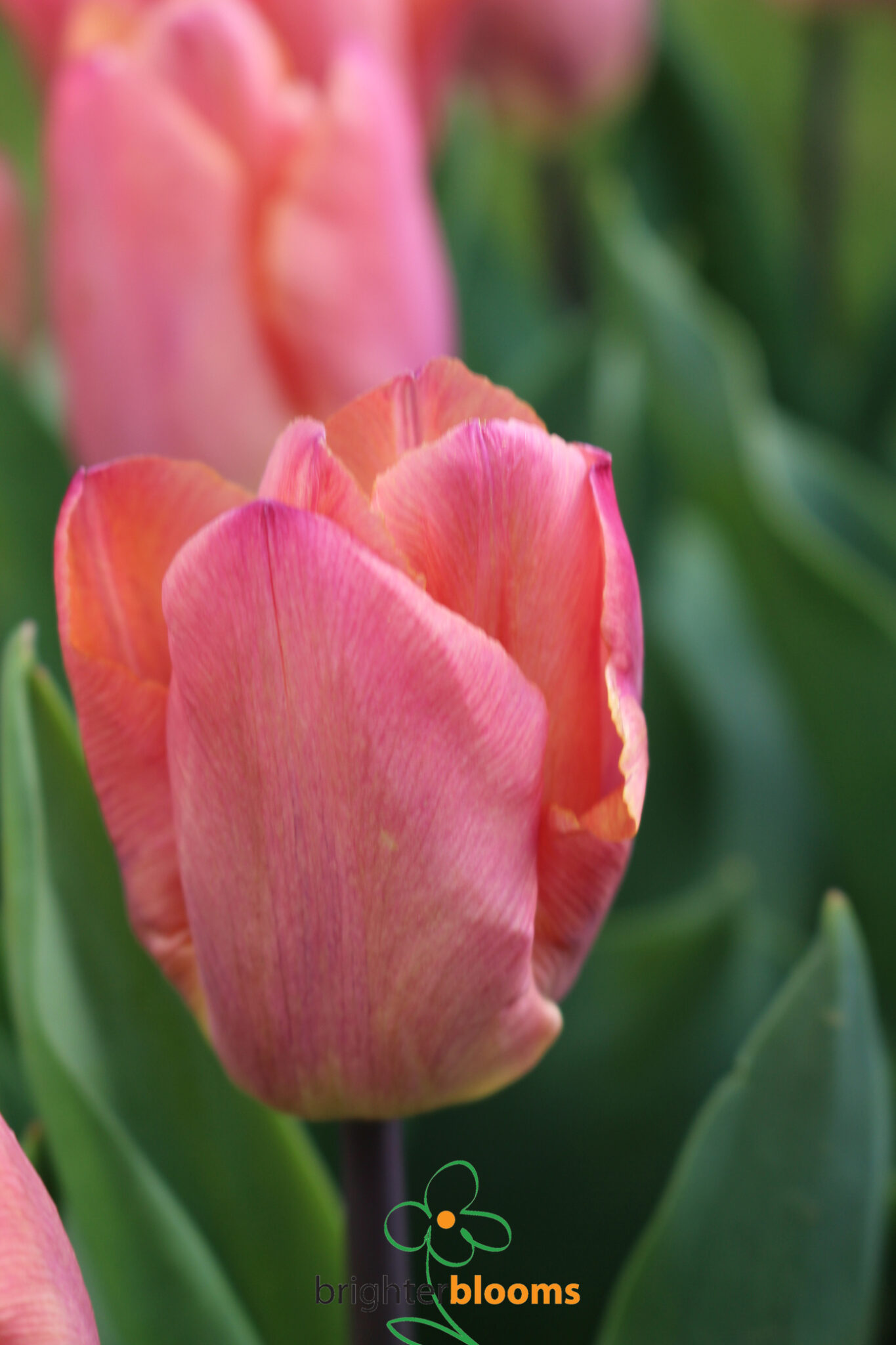 Tulip Salmon Prince – Brighter Blooms