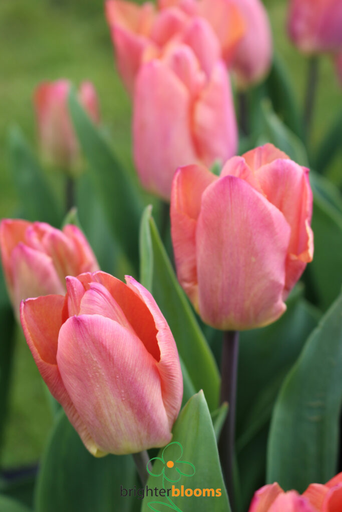 Tulip Salmon Prince – Brighter Blooms