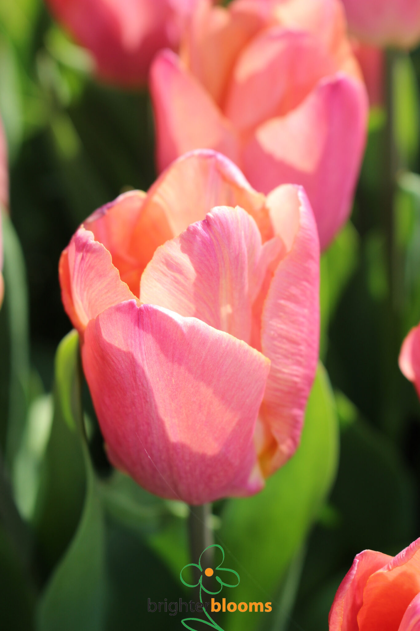 Tulip Salmon Prince – Brighter Blooms