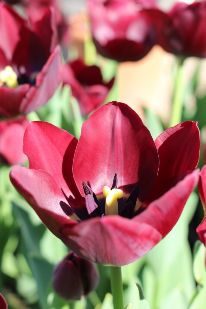 Tulip Black Bean – Brighter Blooms