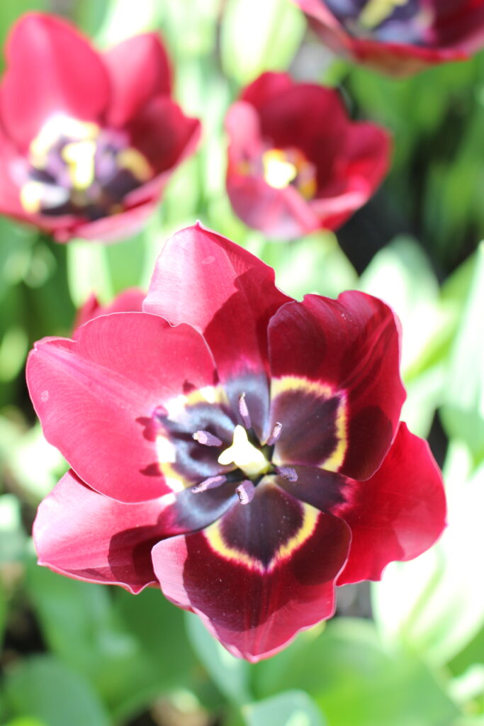 Tulip Black Bean – Brighter Blooms