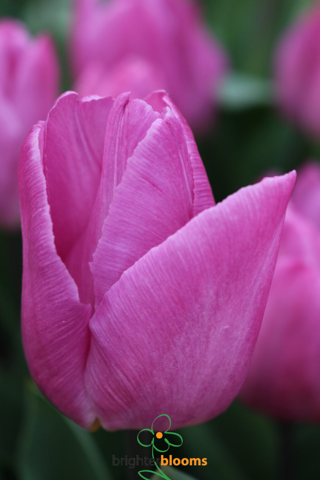 Tulip Light Pink Prince – Brighter Blooms