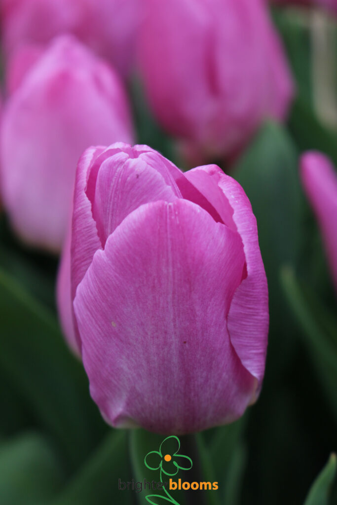 Tulip Light Pink Prince – Brighter Blooms