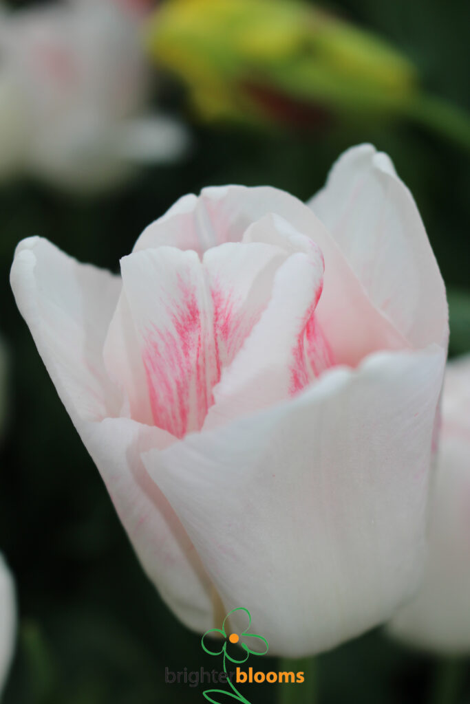 Tulip Just Kissed – Brighter Blooms