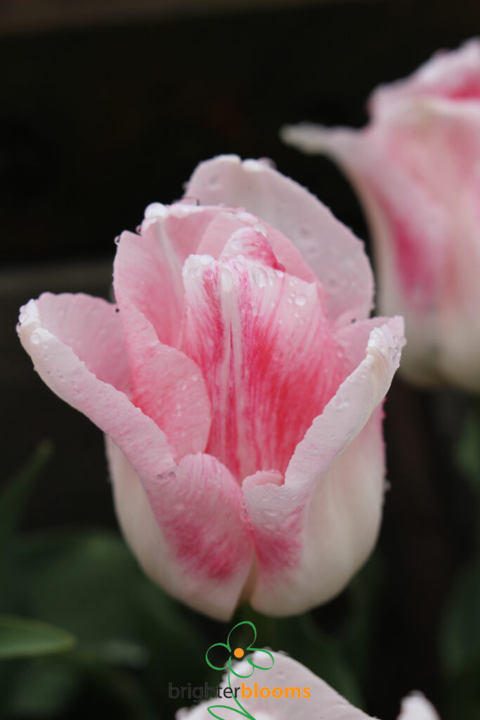 Tulip Just Kissed – Brighter Blooms