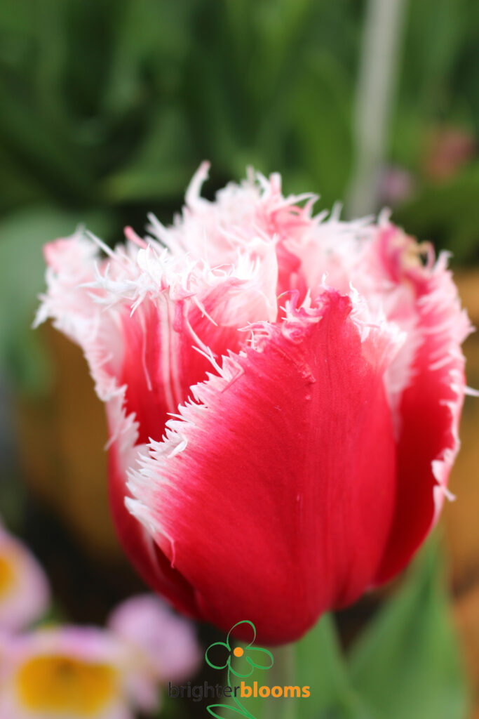 Tulip New Santa – Brighter Blooms
