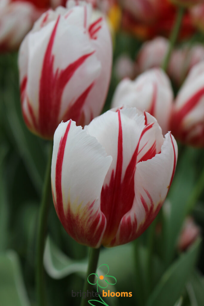 Tulip Happy Generation – Brighter Blooms