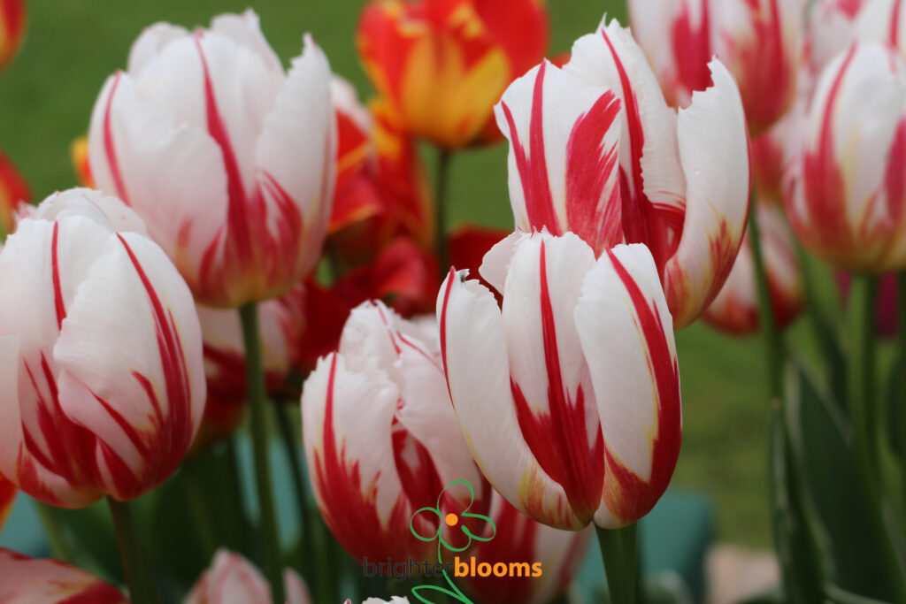 Tulip Happy Generation – Brighter Blooms