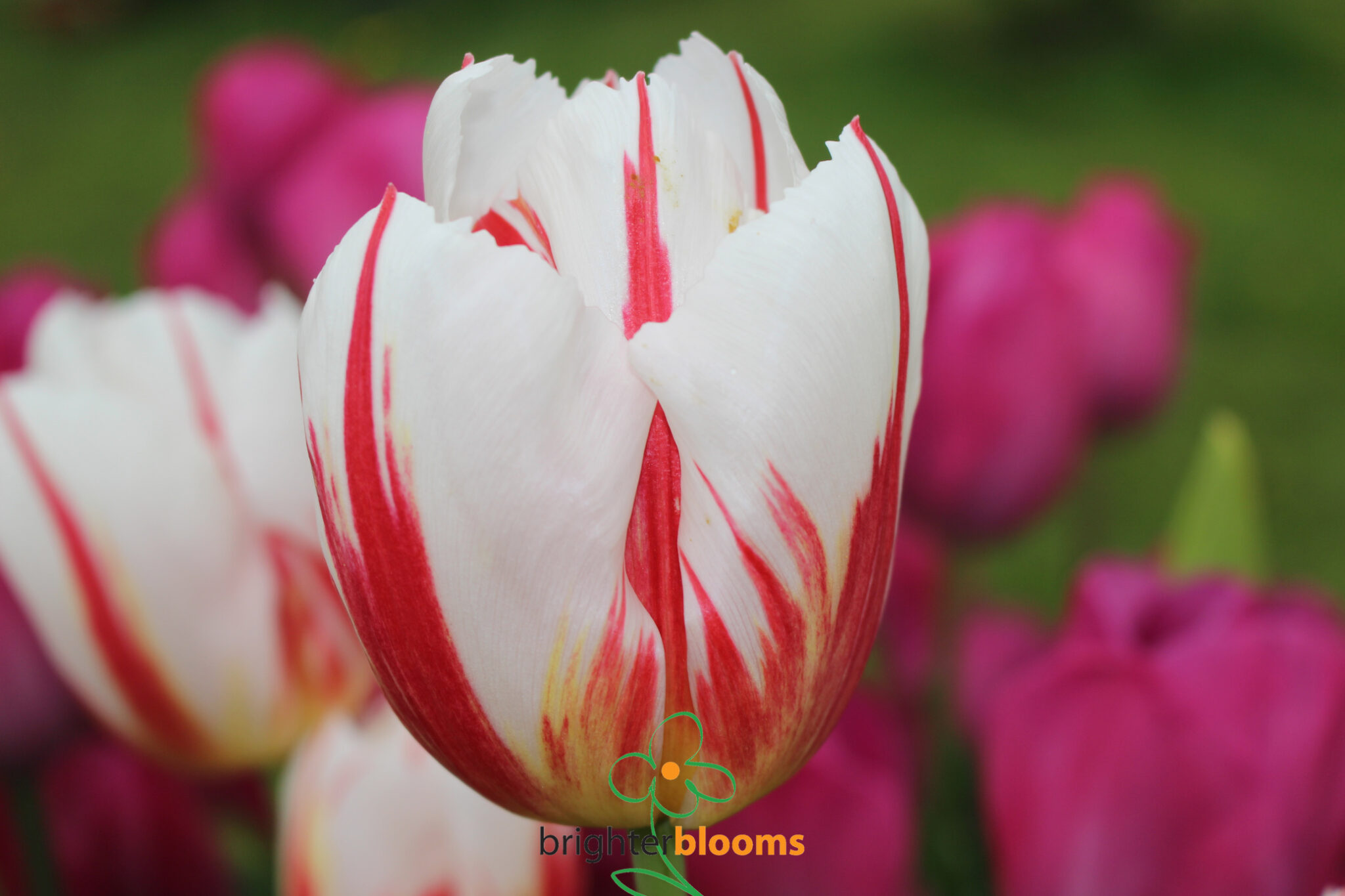 Tulip Happy Generation – Brighter Blooms
