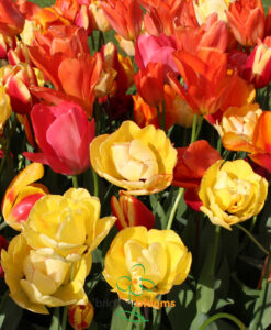 Tulip Fire Mix - Image 4