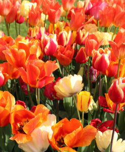 Tulip Fire Mix