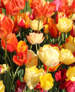Alternative view of Tulip Fire Mix