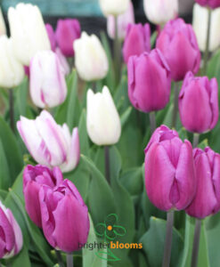 Alternative view of Tulip Flag Mix