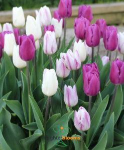 Tulip Flag Mix