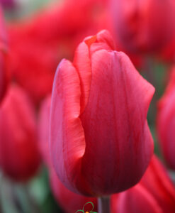 Tulip Couleur Cardinal - Image 5