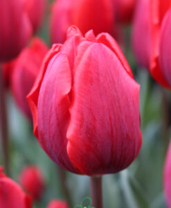 Tulip Couleur Cardinal