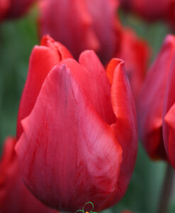 Alternative view of Tulip Couleur Cardinal