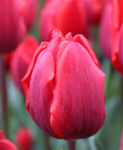 Tulip Couleur Cardinal - Image 3