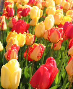 Tulip Darwin Mix - Image 3