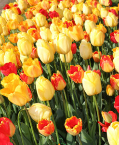 Alternative view of Tulip Darwin Mix