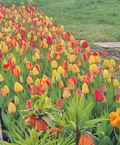 Tulip Darwin Mix