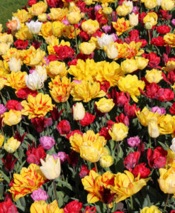 Tulip Double Early Mix