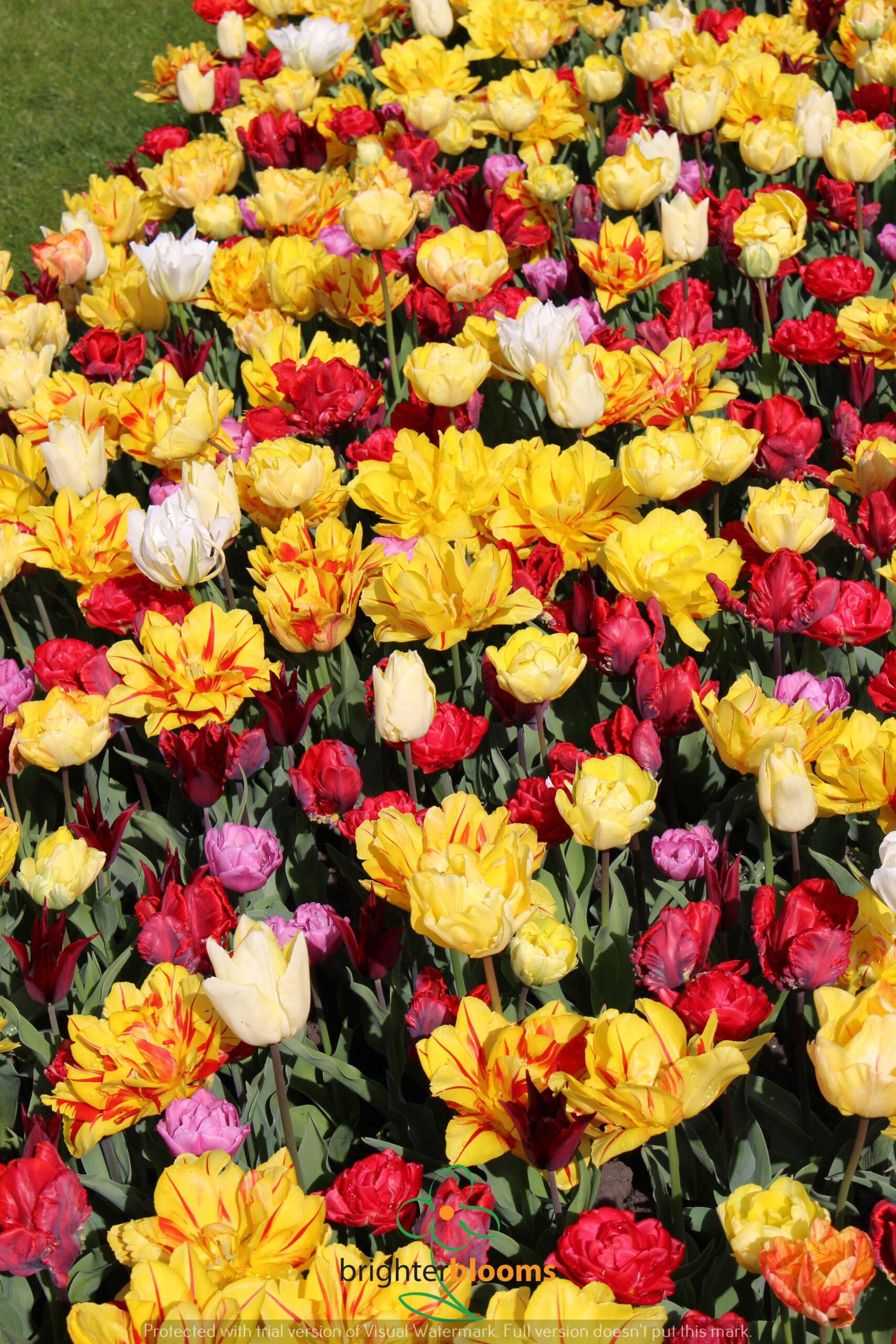 Tulip Double Early Mix