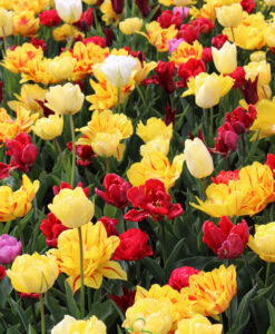 Tulip Double Early Mix - Image 3