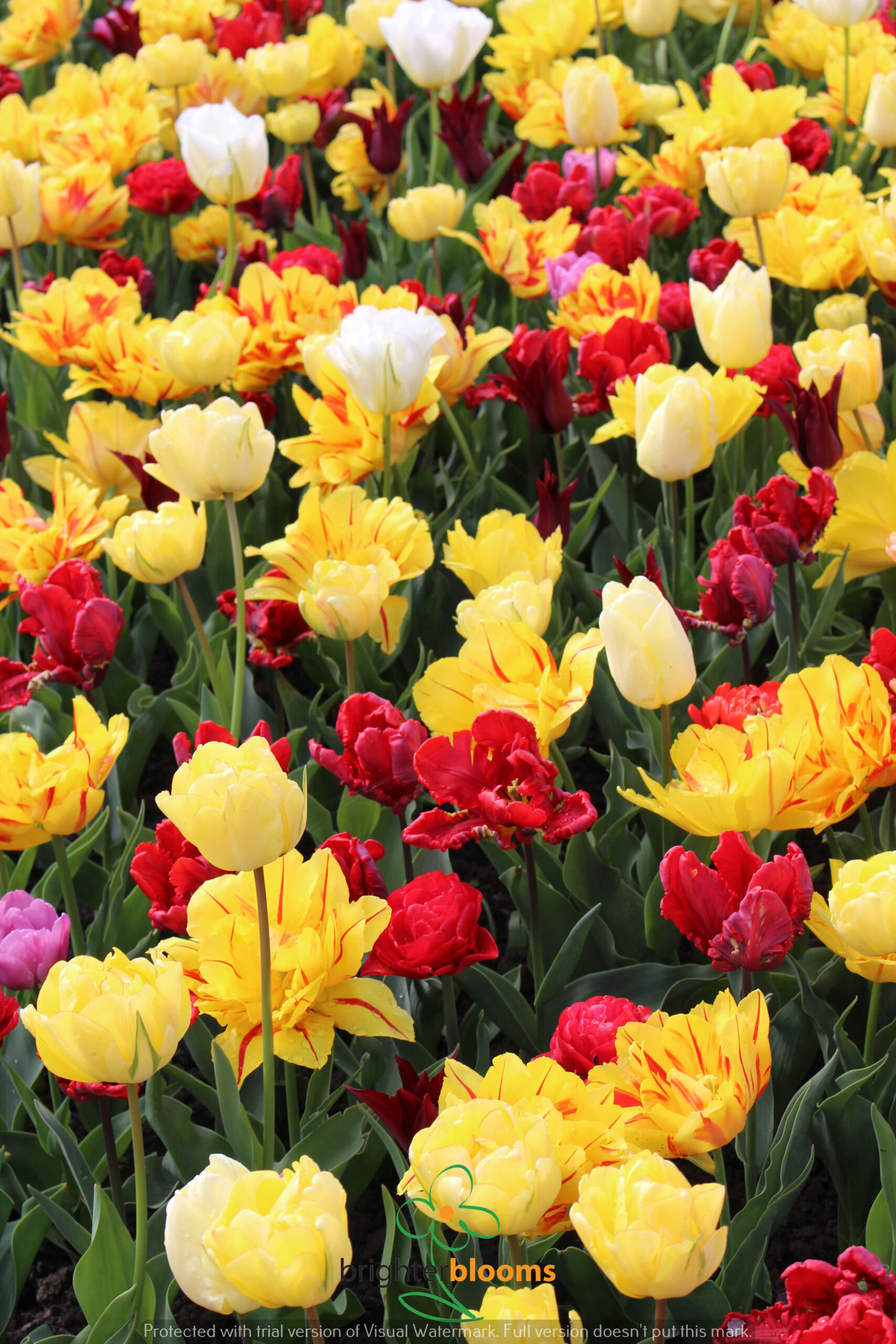 Tulip Double Early Mix - Image 3