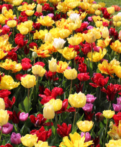 Alternative view of Tulip Double Early Mix