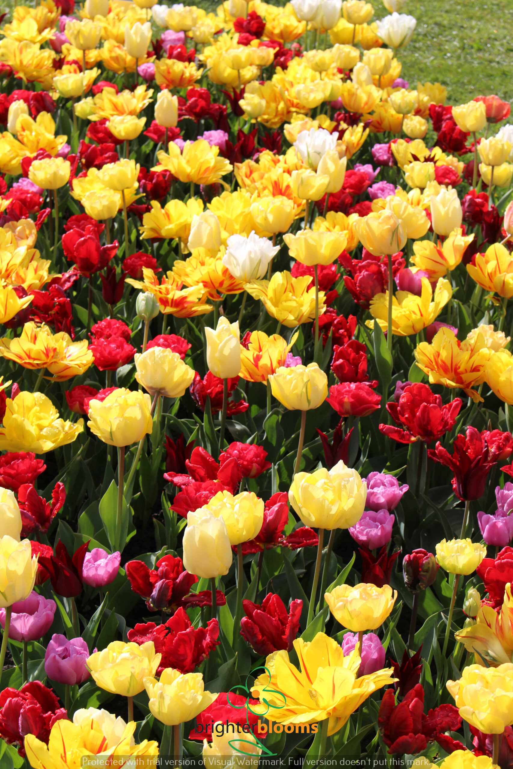 Tulip Double Early Mix - Image 2