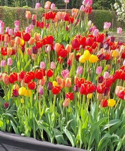 Tulip Pyramid Mix - Image 4
