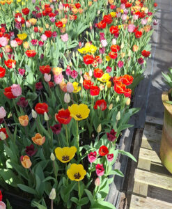 Tulip Pyramid Mix - Image 3
