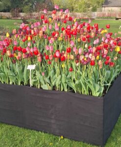 Tulip Pyramid Mix