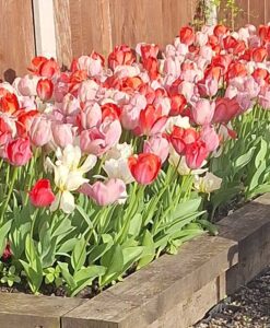 Tulip Van Eijk Mix