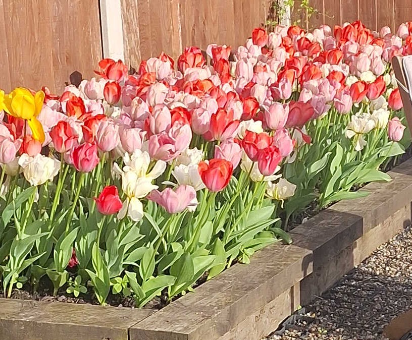 Tulip Van Eijk Mix
